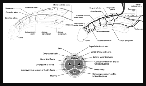 Click on image to enlarge